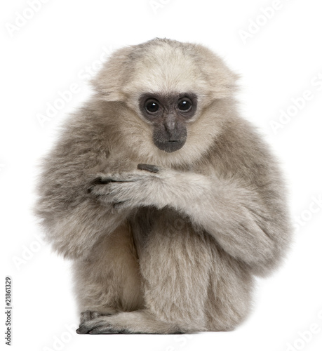 Photo: Front view of Young Pileated Gibbon, 1 year old, sitting Front view of Young Pileated Gibbon, 1 year old, sitting