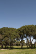 Pinar 1