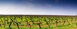 Vignes dans les Costières