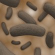 colony of bacteria