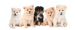 Pomeranian Puppies LIned up on White Background