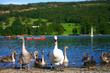 wildlife on lake