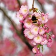 japanese cherry tree in pink