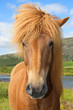 Icelandic horse