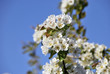 Pyrus bourgaeana