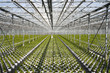 Greenhouse Conifers