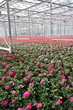 Greenhouse Flowers