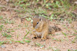 Squirrel Squirrel