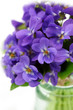 Violet bouquet