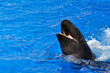 Beluga Whale swimming with its mouth open Beluga Whale swimming with its mouth open