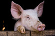 Cochon de ferme