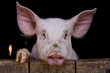 Cochon de ferme