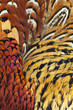 Foto: background close up consisting of ringneck pheasant feathers background close up consisting of ringneck pheasant feathers