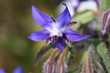 bourrache officinale