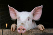 joli cochon