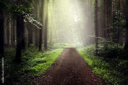 Foto: Nebel im Wald Nebel im Wald