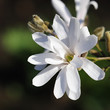 sternmagnolie 1