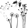 collection, for designers, plant vector collection, for designers, plant vector