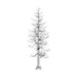 Dead tree on a white background.
