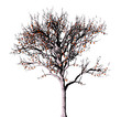 Dead tree on a white background.