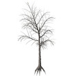Dead tree on a white background.