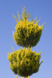 Trim Tree