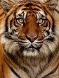 Photo: Tiger portrait Tiger portrait
