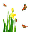 Foto: spring meadow spring meadow