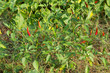 Strauch mit Chili