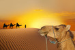 Travel with camel