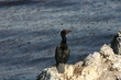 Canale di Beagle - Cormorano - Argentina