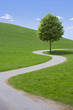 Landstrasse mit Baum