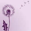 Blow Dandelions