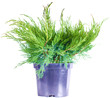 Juniper on a white background