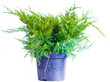 Juniper on a white background