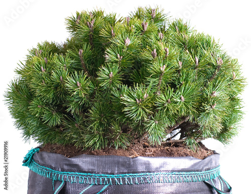 Foto: dwarf mountain pine in a pot isolated on a white background dwarf mountain pine in a pot isolated on a white background