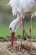 Storch