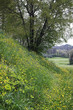 bosco in primavera