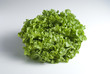 green salad (Grüner Salat, Novita)