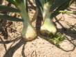 campo cebollas 4