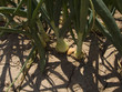campo cebollas 6