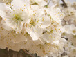 flor cerezo 3