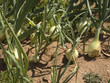 campo cebollas 2