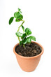Abstract decorative plant tree