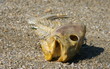 poisson,mort,arète,polution,poissons