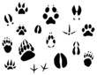 Animal footprints