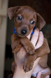 Miniature Pincher