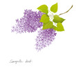 lilac branch