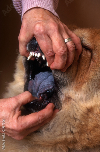 Photo : ouvrir la mâchoire du chow chow pour montre sa langue bleue ouvrir la mâchoire du chow chow pour montre sa langue bleue
