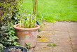 Blumentopf auf Gartenweg Blumentopf auf Gartenweg